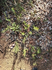 Adenanthos barbiger