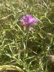 Parapolydora fastigiata