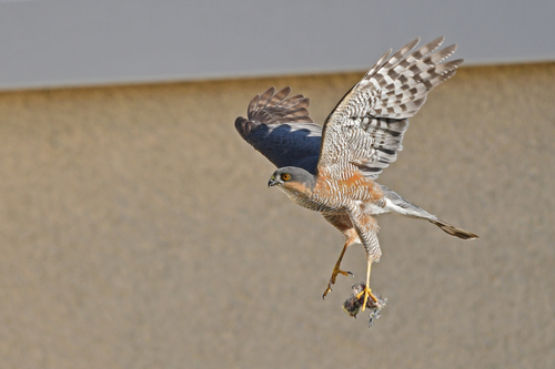 Gavilán común (Accipiter nisus)