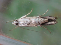 Polyhymno pontifera