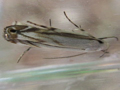 Polyhymno pontifera