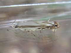 Polyhymno pontifera