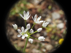 Allium subhirsutum