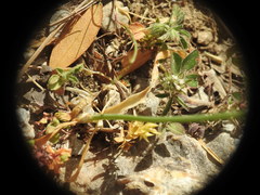 Allium subhirsutum