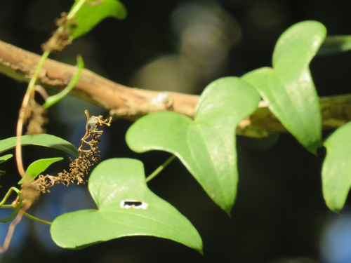Dioscorea sylvatica Eckl.