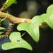 Dioscorea sylvatica - Photo (c) magdastlucia, algunos derechos reservados (CC BY-NC), subido por magdastlucia