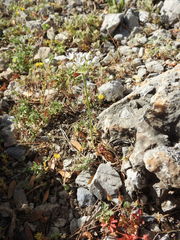 Allium subhirsutum