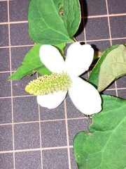 Houttuynia cordata