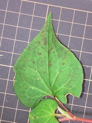 Houttuynia cordata