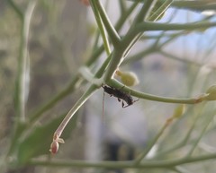 Molorchus umbellatarum