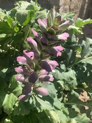 Acanthus mollis