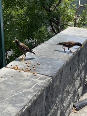 Acridotheres tristis