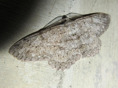 Hypomecis punctinalis