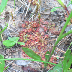 Drosera