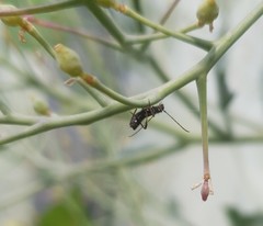 Molorchus umbellatarum