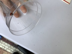 Adalia bipunctata