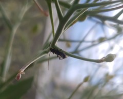 Molorchus umbellatarum