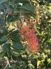 Combretum microphyllum