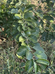 Combretum microphyllum