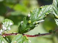 Dasineura ulmaria
