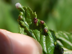 Dasineura ulmaria