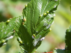 Dasineura ulmaria