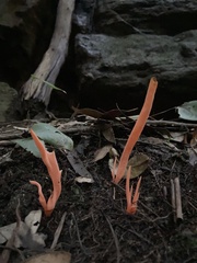 Clavulinopsis sulcata