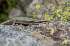 Iberolacerta bonnali