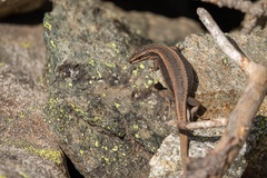 Iberolacerta bonnali