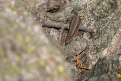 Iberolacerta bonnali