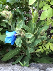 Meconopsis