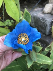 Meconopsis