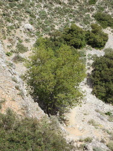 Image of Acer sempervirens by (c) Yves Bas, some rights reserved (CC BY)