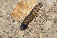 Apamea monoglypha