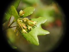 Acer sempervirens