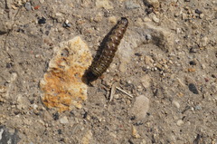 Apamea monoglypha