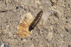 Apamea monoglypha
