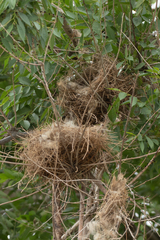 Passer hispaniolensis