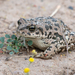 Perrin's Green Toad - Photo (c) Grigory Evtukh, some rights reserved (CC BY-NC), uploaded by Grigory Evtukh