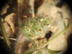 Plantago bellardii