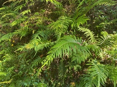 Blechnum orientale
