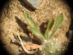 Plantago bellardii