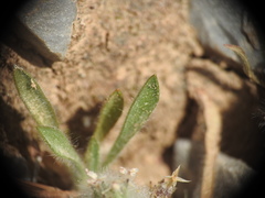 Plantago bellardii