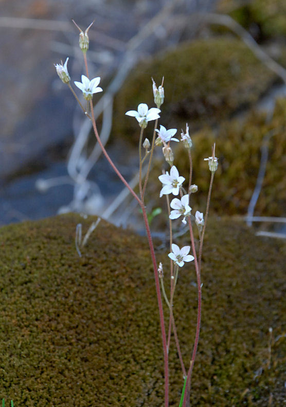 Jepsonia heterandra