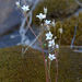 Jepsonia heterandra - Photo (c) 2010 Barry Breckling,  זכויות יוצרים חלקיות (CC BY-NC-SA)