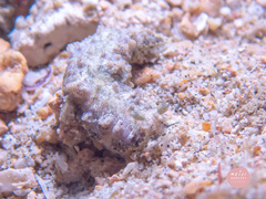 Dermatobranchus tuberculatus