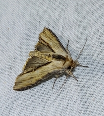 Cucullia scrophulariae