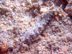 Dermatobranchus tuberculatus