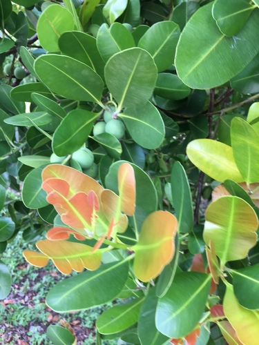 Calophyllum inophyllum