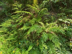 Blechnum orientale